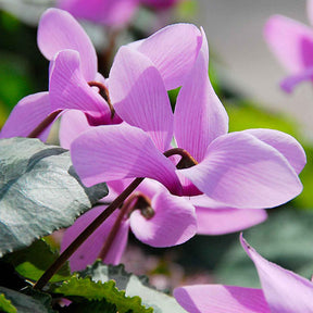 3 Cyclamens de Naples rose - Cyclamen hederifolium - Plantes