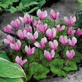 3 Cyclamens de Naples rose - Willemse