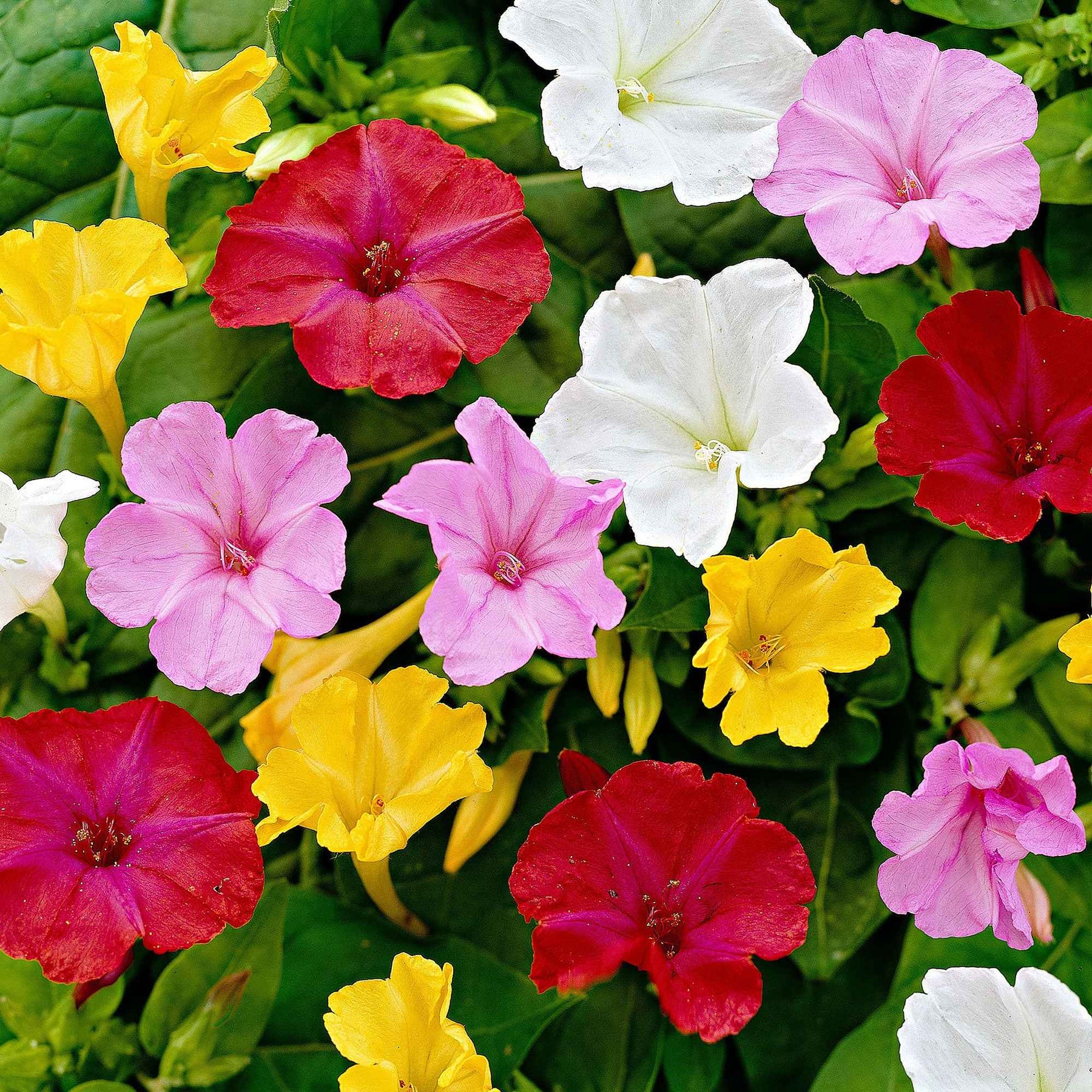 6 Belle-de-nuit en mélange - Mirabilis jalapa - Plantes