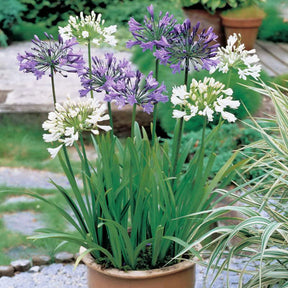 3 Agapanthes violettes et blanche en mélange - Agapanthus