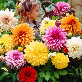 5 Dahlias à grandes fleurs Mammoth en mélange - Dahlia 'mammoth'