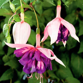 3 Fuchsias retombants Royal Mosaic - Fuchsia Royal Mosaic - Willemse