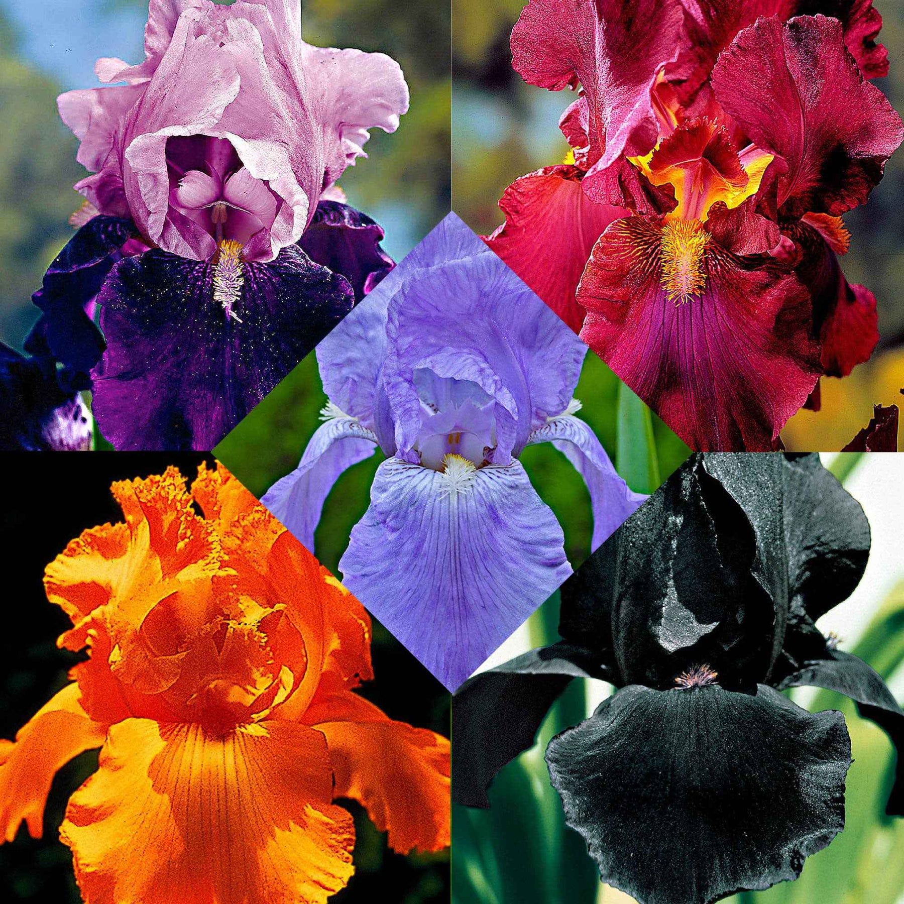 5 Iris des jardins Magic Melange en mélange - Willemse