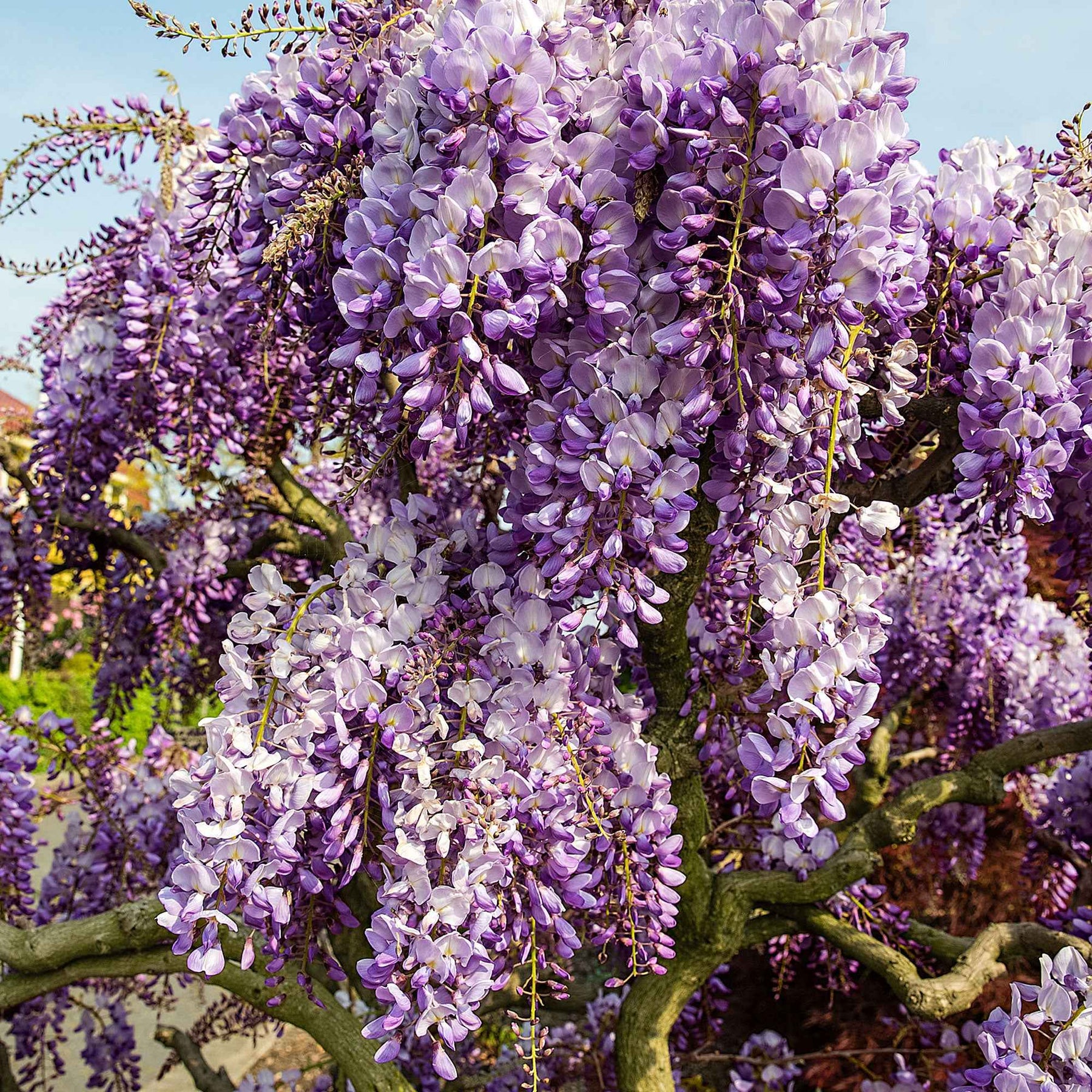 Glycine de Chine bleue  'Prolific'