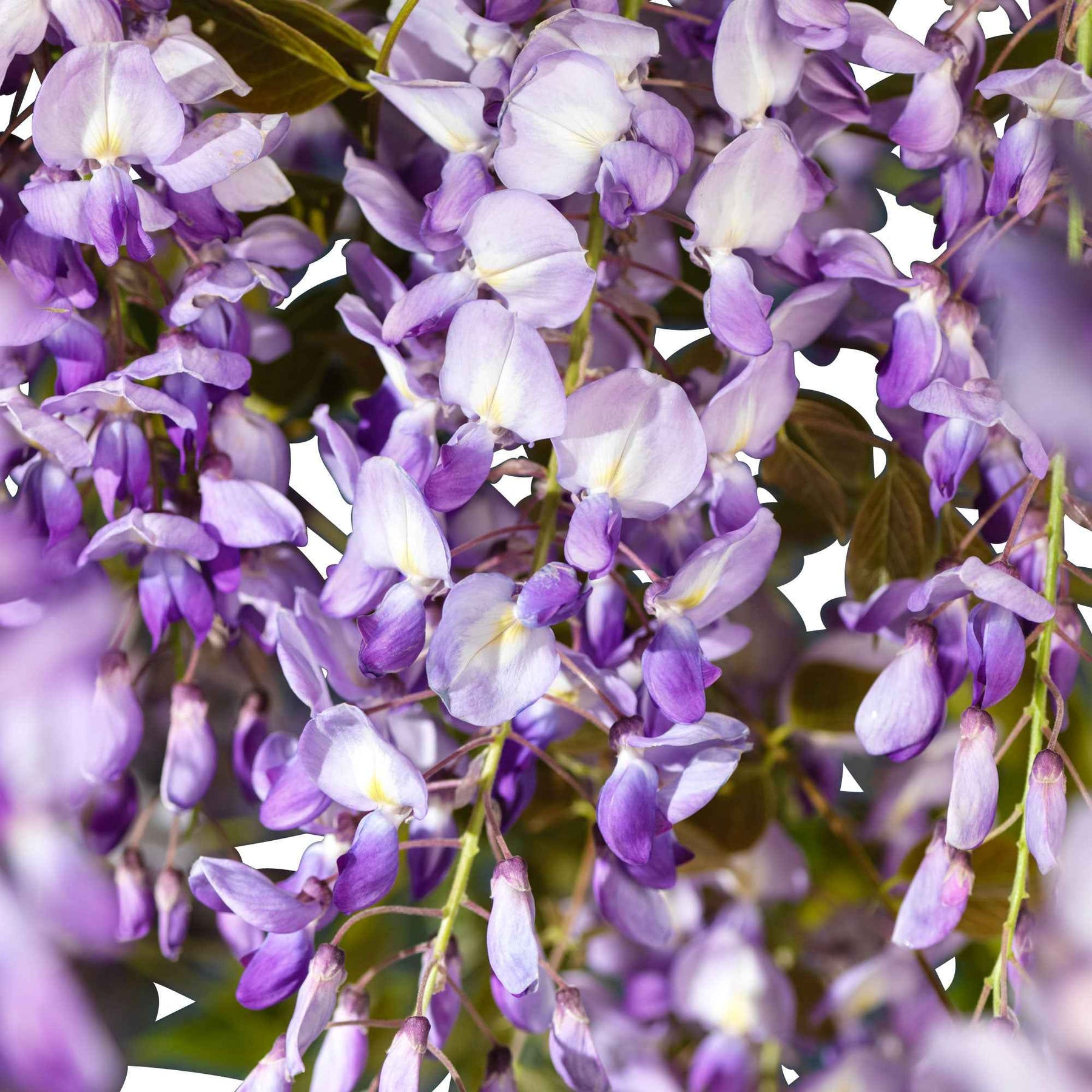 Glycine de Chine bleue  'Prolific'