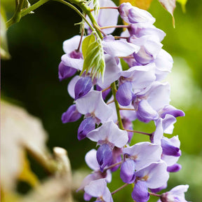 Glycine de Chine Caroline - Wisteria sinensis 'caroline' - Plantes grimpantes