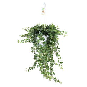 Vente Lierre commun Wonder - Hedera helix wonder