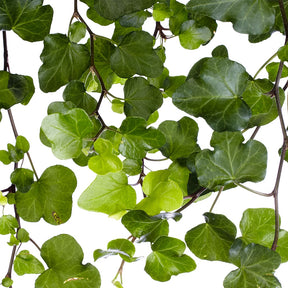 Hedera helix wonder - Lierre commun Wonder - Lierre