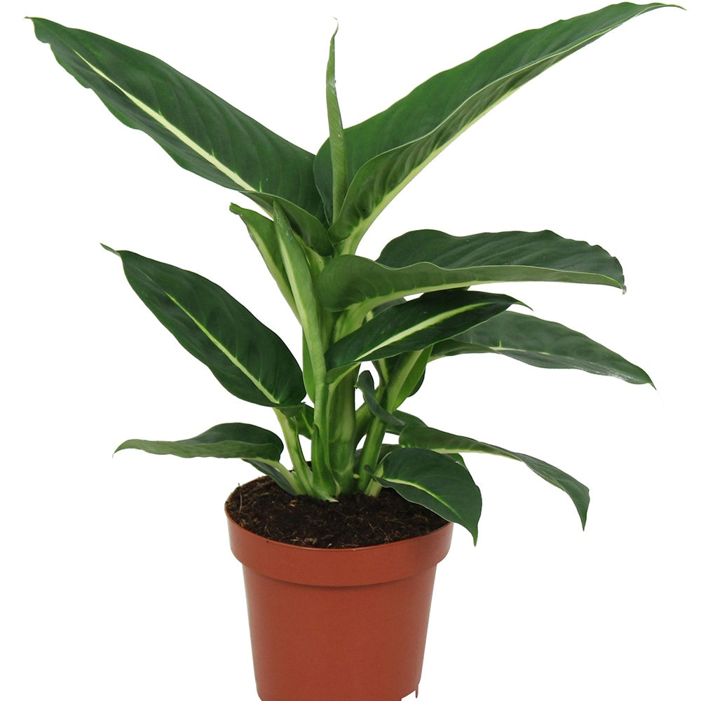 Dieffenbachia Green Magic - Dieffenbachia green magic