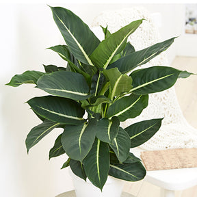 Dieffenbachia Green Magic - Dieffenbachia green magic