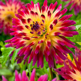 3 Dahlias cactus Tahiti Sunrise - Willemse