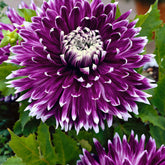 3 Dahlias à grandes fleurs Vancouver - Willemse