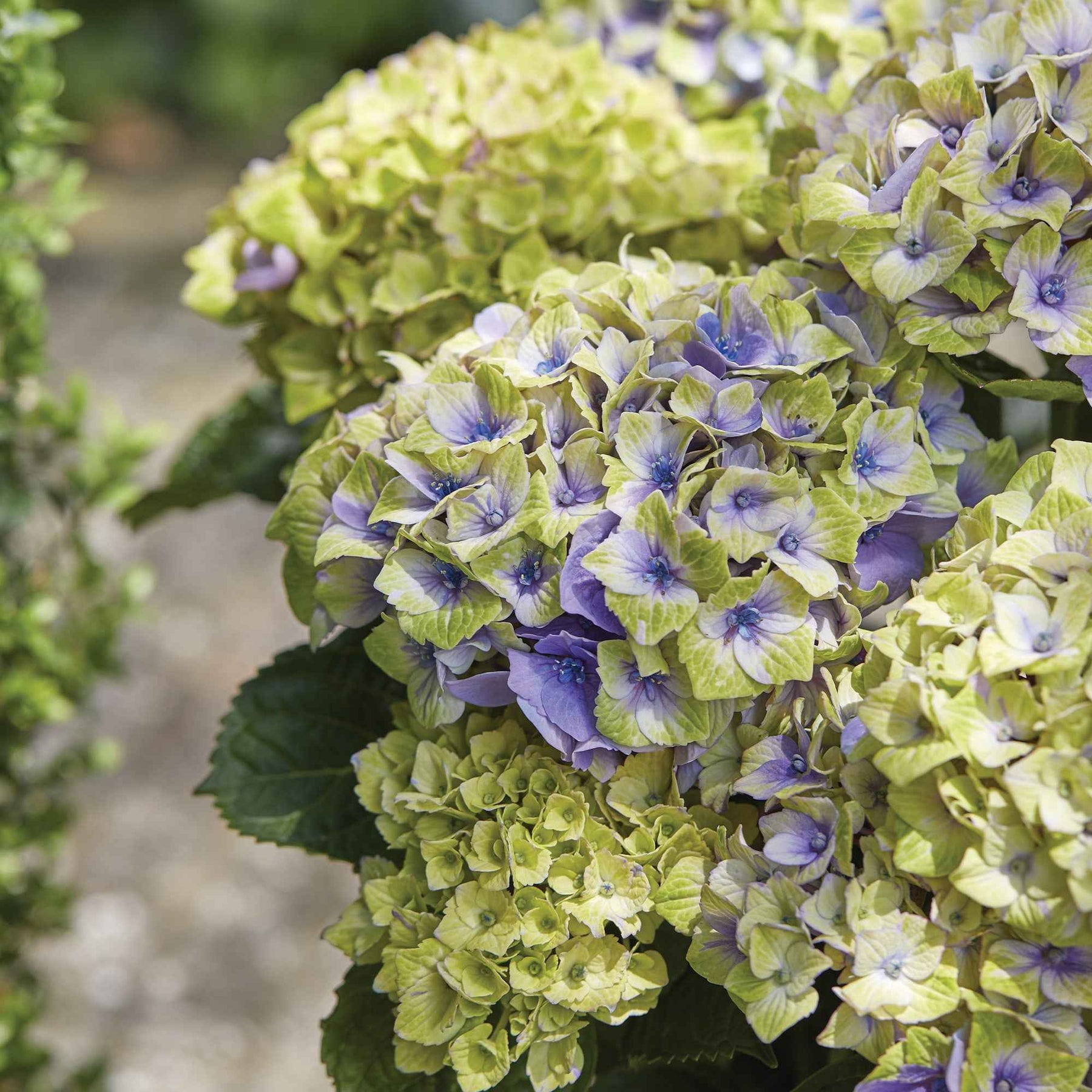 Hortensia 'Jewel'