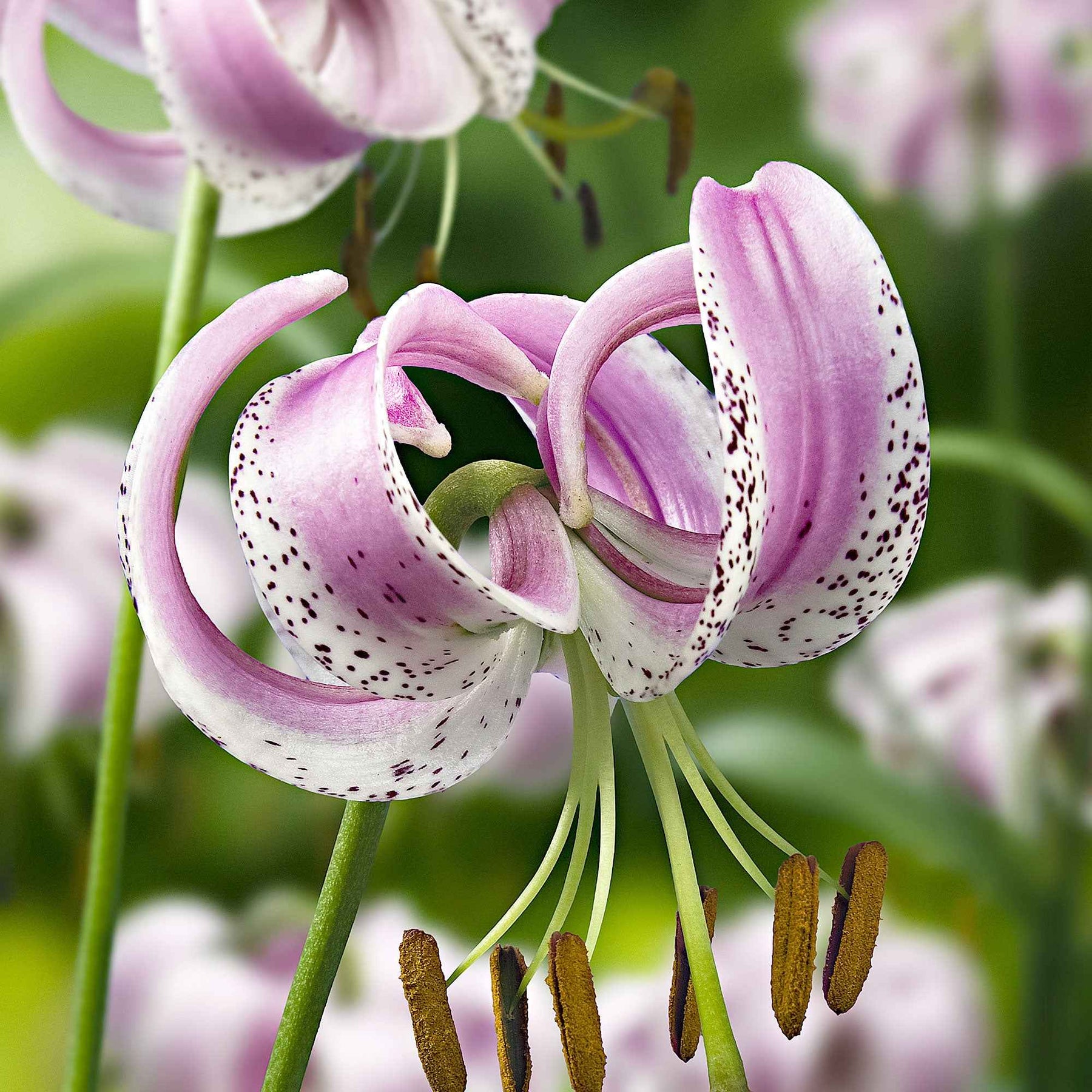 3 Lis lankongense - Lilium lankongense - Plantes