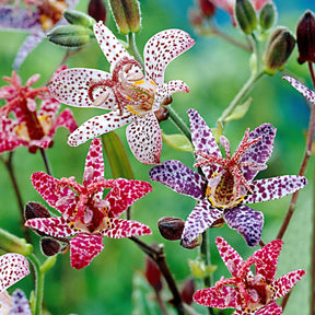 5x Tricyrtis Tricyrtis - Mélange 'Mushrooms in the garden' - Plants à racines nues - Caractéristiques des plantes