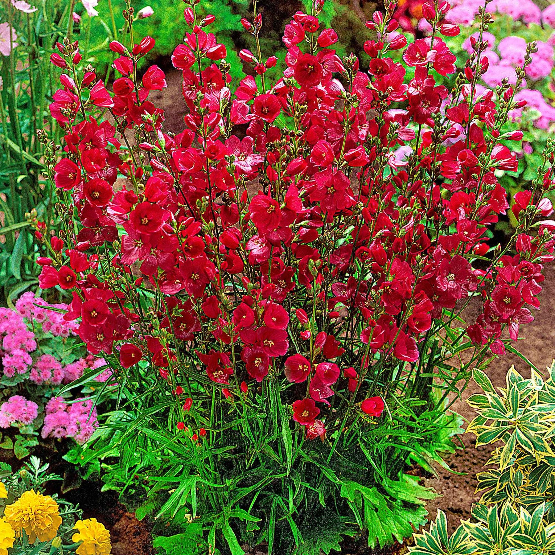 5 Sidalcées Party Girl - Sidalcea oregana 'party girl' - Plantes