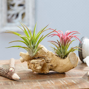 Tillandsia sur bois - Tillandsia