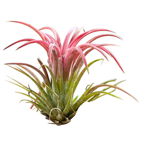 Tillandsia sur bois - Tillandsia