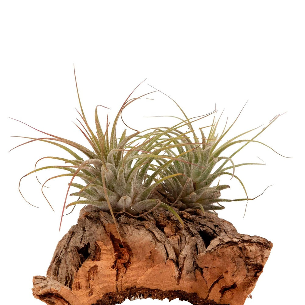 Tillandsia sur bois - Tillandsia