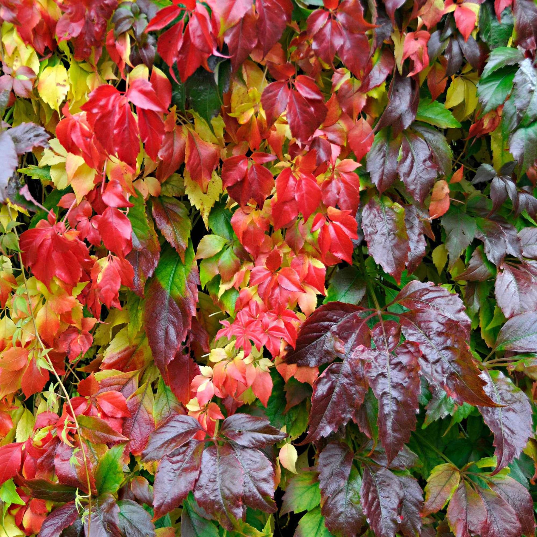 Vigne vierge Parthenocissus 'Engelmannii' rouge - Caractéristiques des plantes