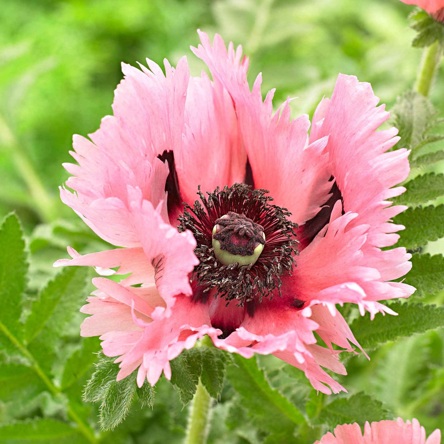 2 Pavots d'Orient Pink Perfection - Papaver orientale 'pink perfection'