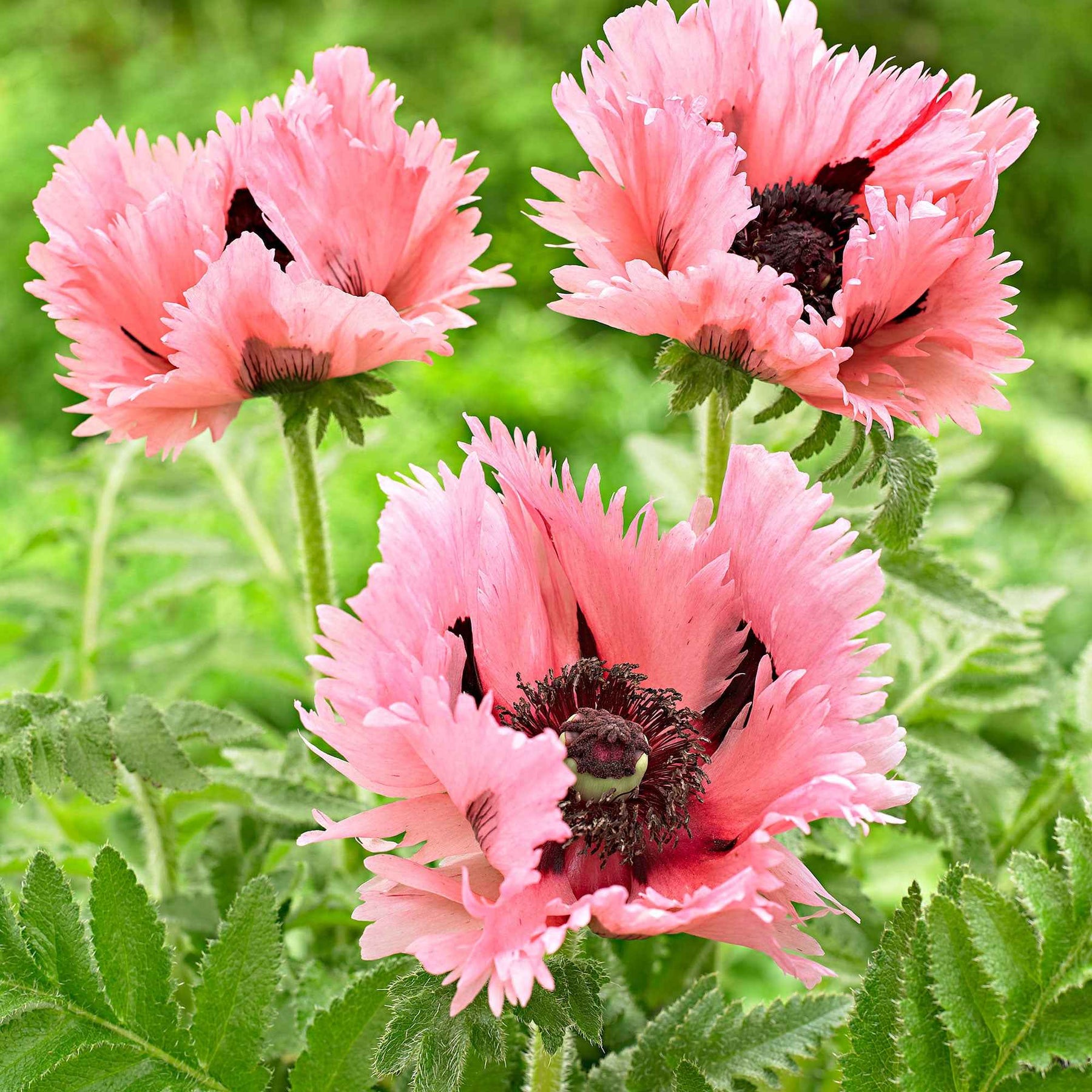 2 Pavots d'Orient Pink Perfection - Papaver orientale 'pink perfection'