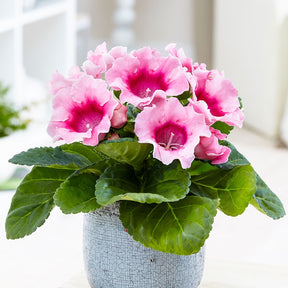 Gloxinia des fleuristes rose - Sinningia speciosa pink - Plantes fleuries