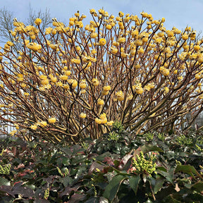 Edgeworthe 'Grandiflora'