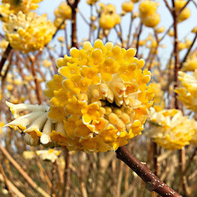 Edgeworthe 'Grandiflora'