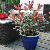 Photinia Pink Marble - Willemse