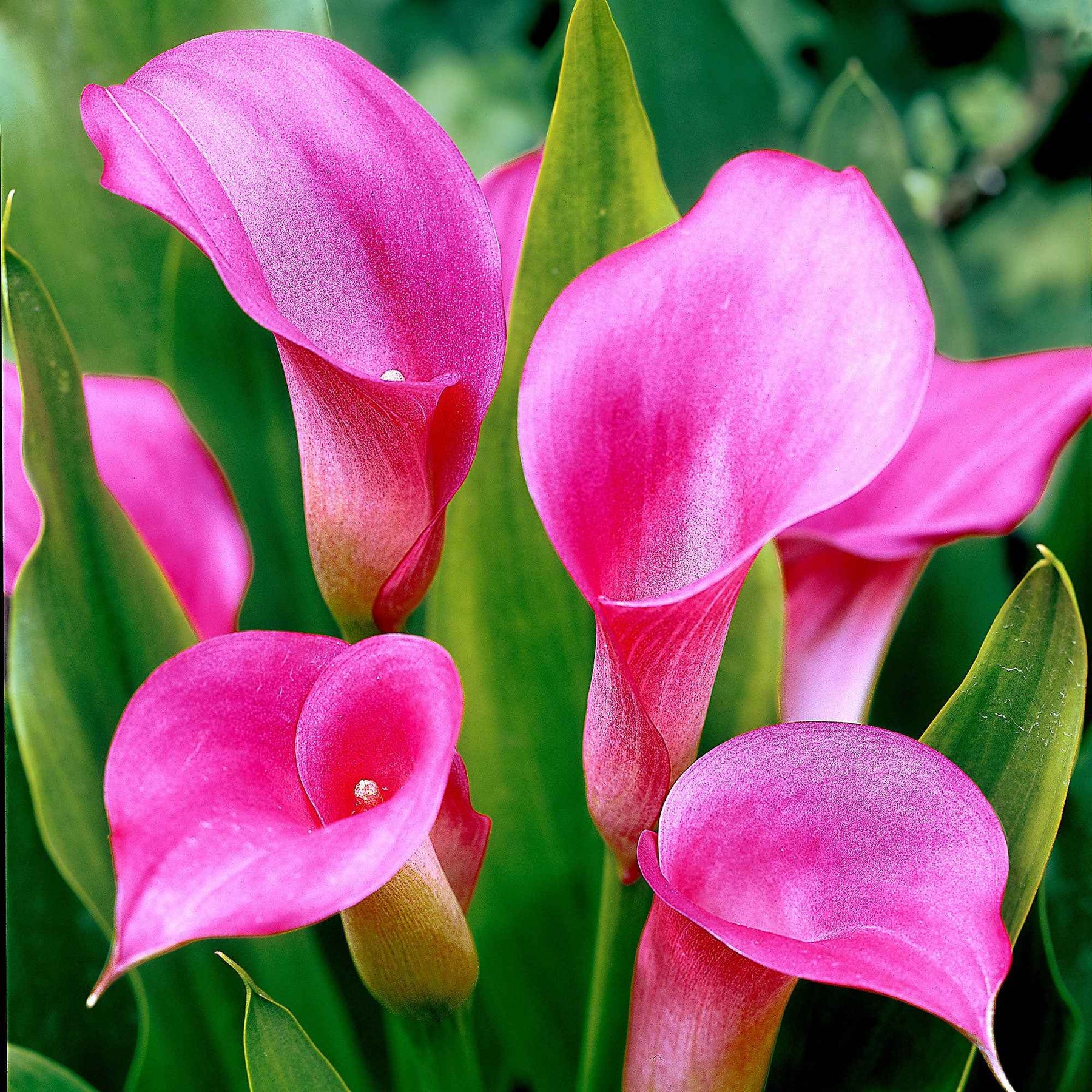 2 Arums rose - Zantedeschia rehmannii - Plantes