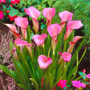 2 Arums rose - Zantedeschia rehmannii - Bulbes à fleurs