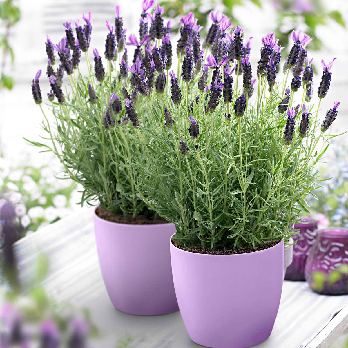 Lavande papillon Anouk - Lavandula stoechas 'anouk' - Plantes