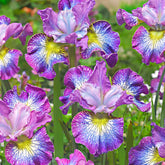 3 Iris de Sibérie How Audacious - Willemse