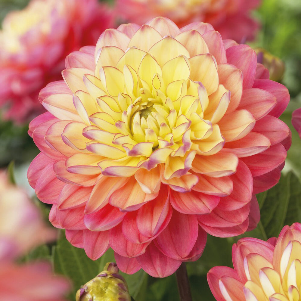 3 Dahlias Melody Allegro