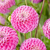 3 Dahlias Zippity Do Da - Willemse