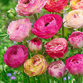 15 Renoncules à fleurs doubles Peony Blend en mélange - Willemse