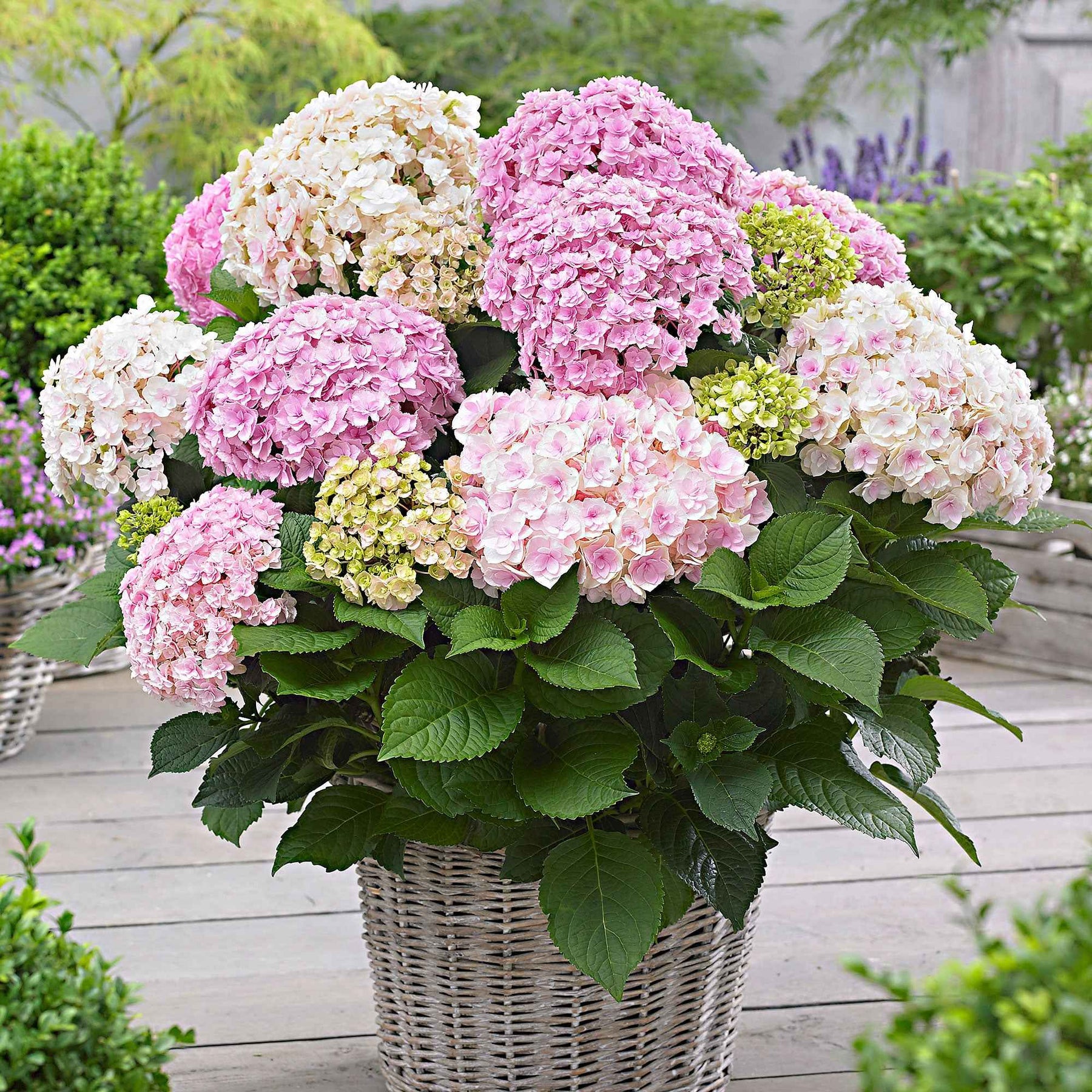 Hortensia Doppio Nuvola - Hydrangea macrophylla 'doppio nuvola' - Plantes