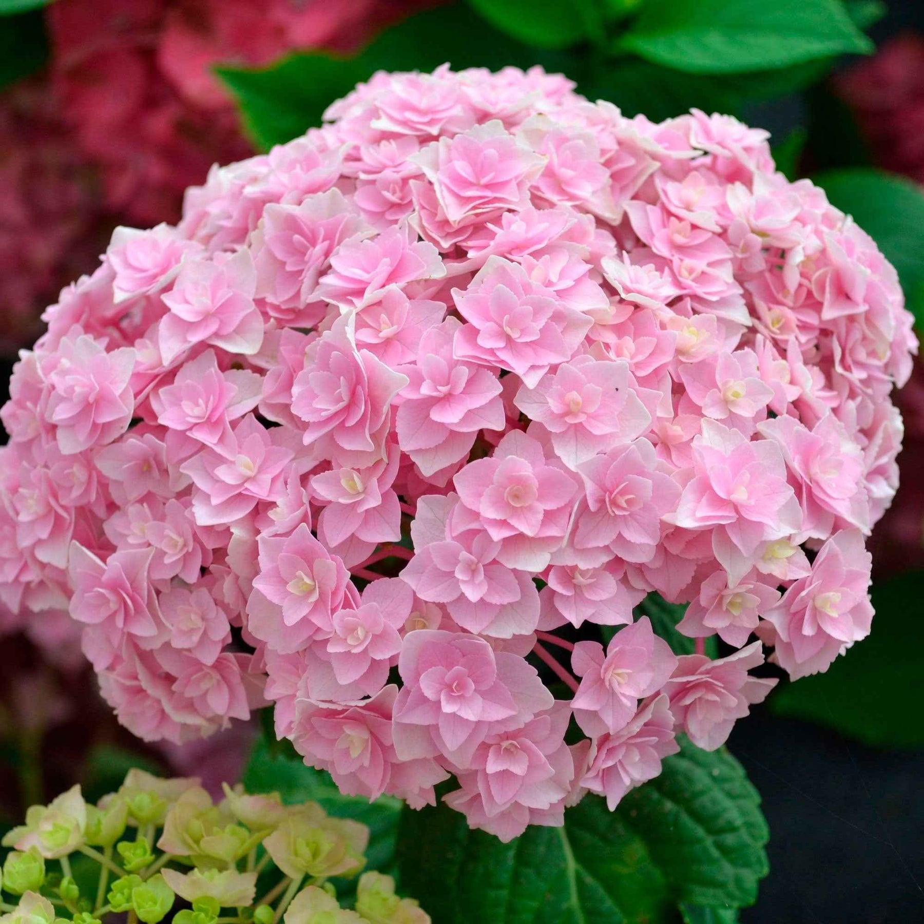 Hortensia Doppio Nuvola - Hydrangea macrophylla 'doppio nuvola' - Arbustes