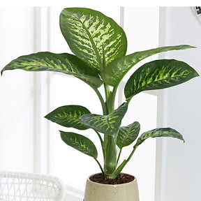 Dieffenbachia Tropic Snow - Dieffenbachia tropic snow