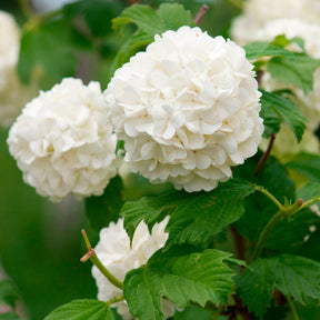 Viorne Boule de neige - Viburnum opulus roseum - Arbustes