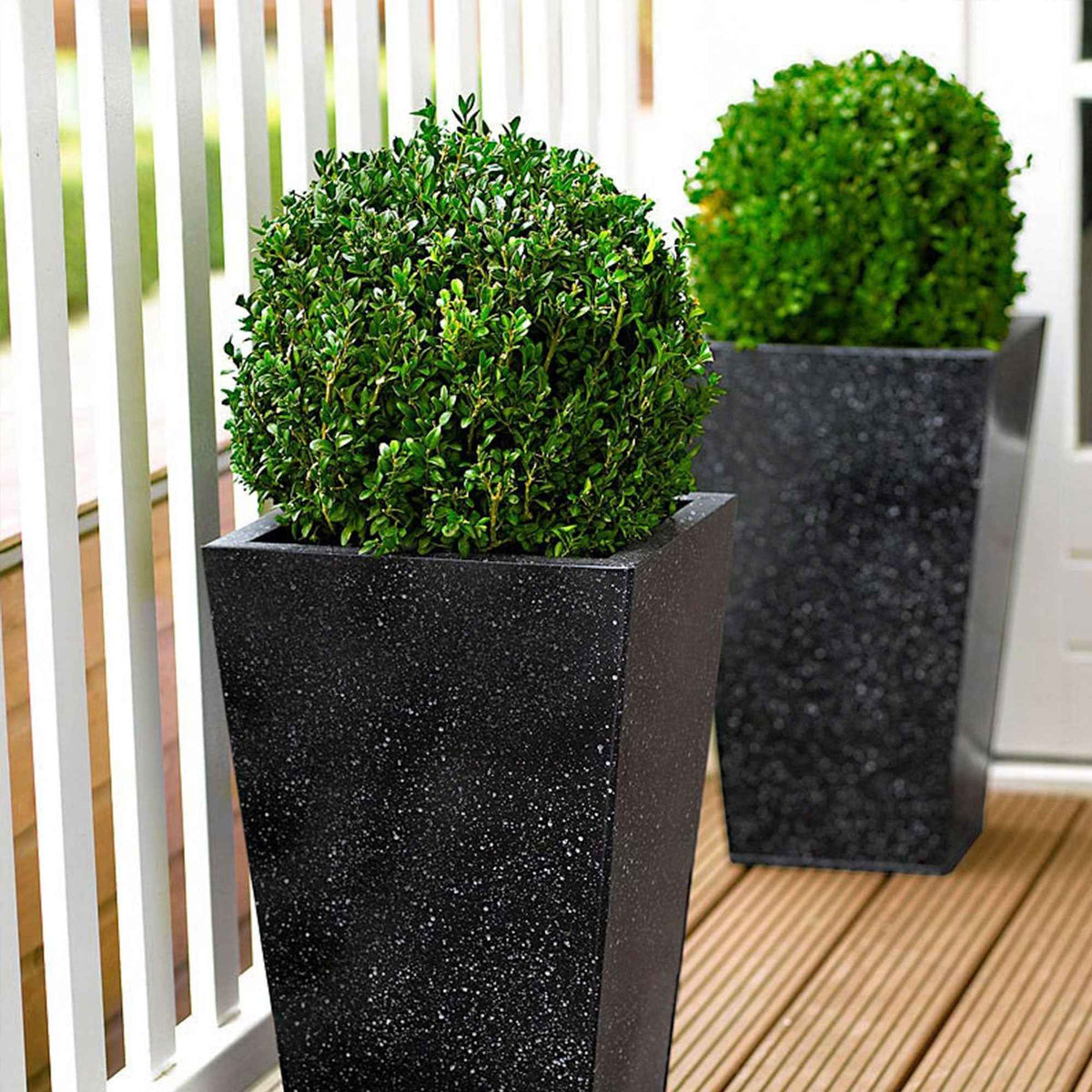 Buis boule - Buxus sempervirens - Plantes