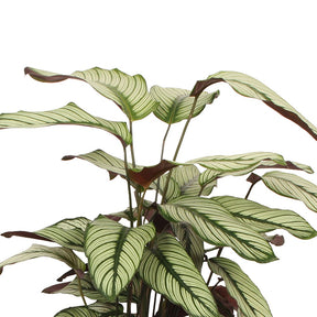 Calathea white star - Calathéa White Star - Calathea