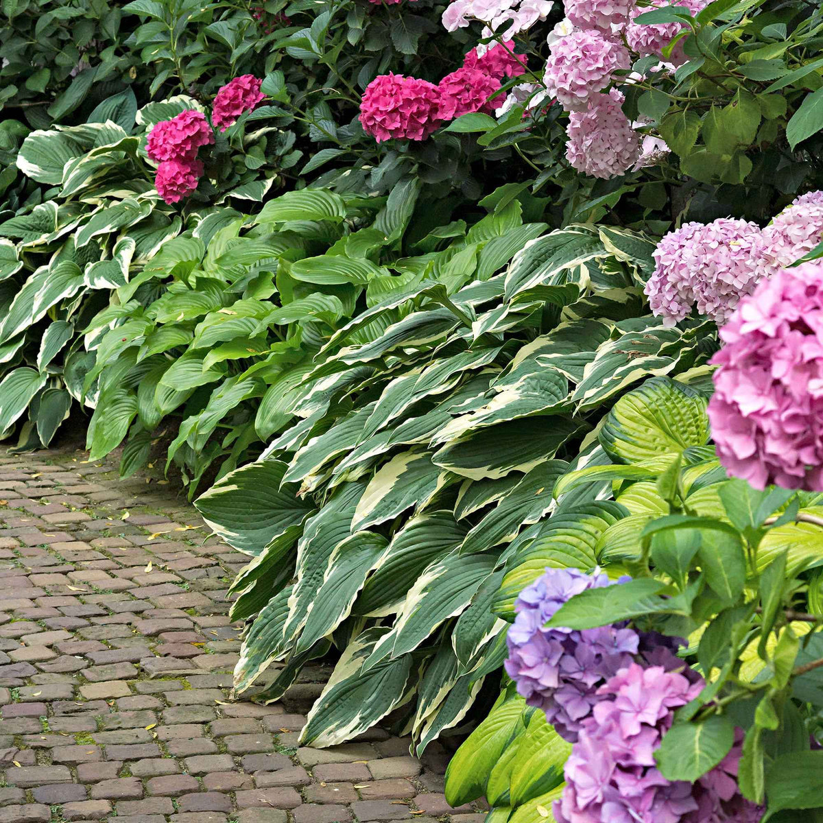 3 Hostas Colourful Shadow - Hosta 'colourful shadow' - Plantes