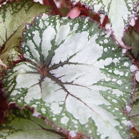 Bégonia Asian Tundra - Begonia beleaf asian tundra - Willemse