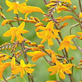 20 Crocosmia Sunglow - Crocosmia  'sunglow' - Plantes