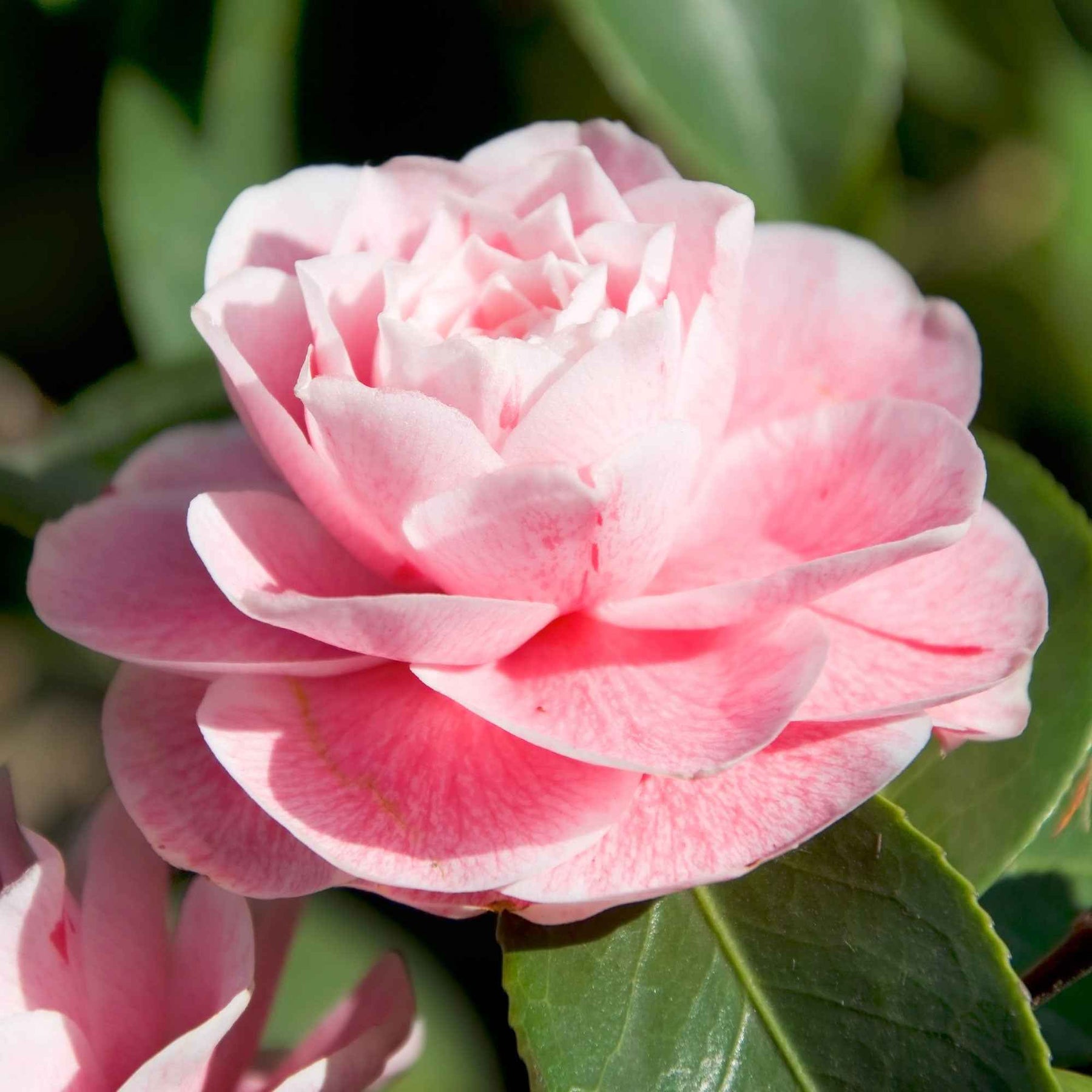 Camélia du Japon Bonomiana - Willemse