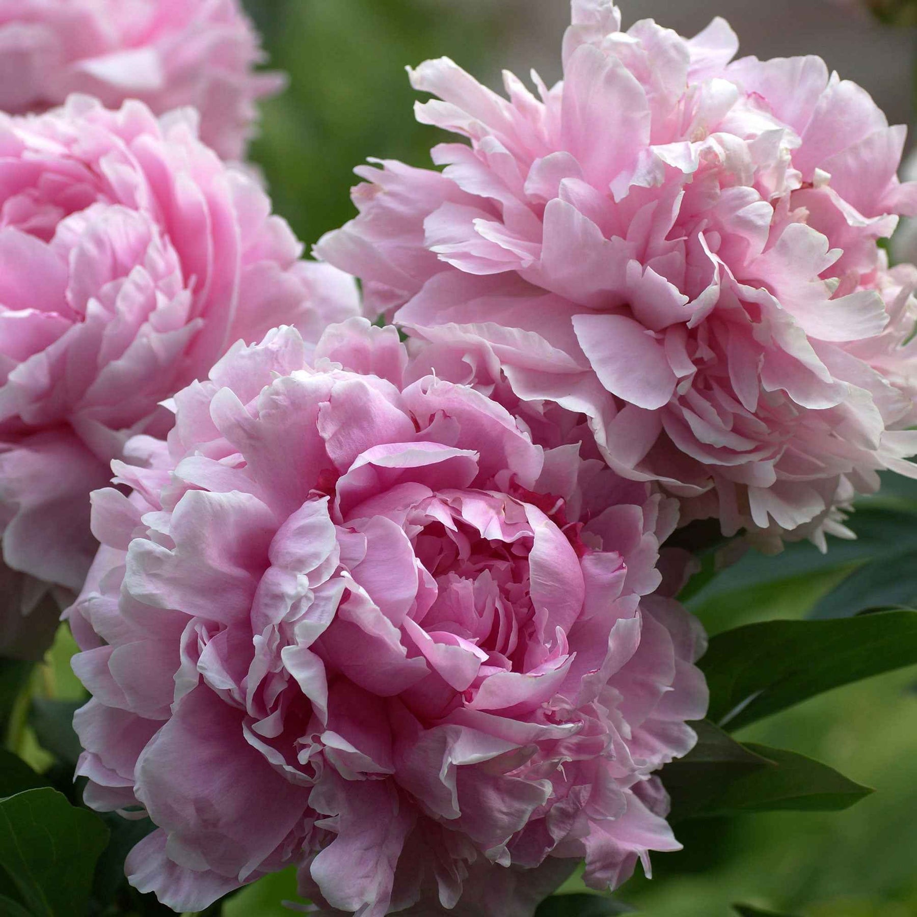 Paeonia x lactiflora Sarah Bernhardt - Pivoine Sarah Bernhardt - Pivoines