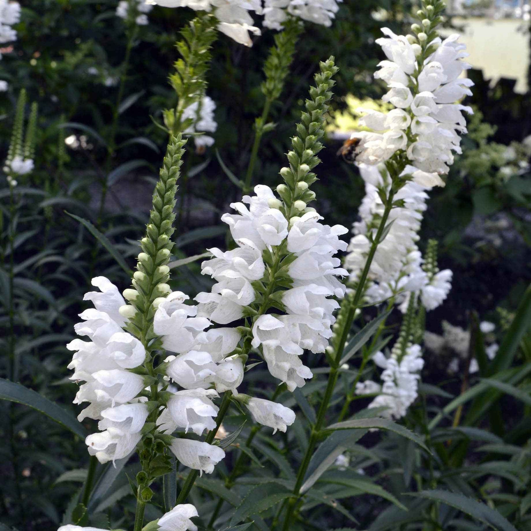 Cataleptique Alba - Physostegia virginiana 'alba' - Plantes