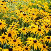 Rudbeckia 'Goldsturm' - Willemse